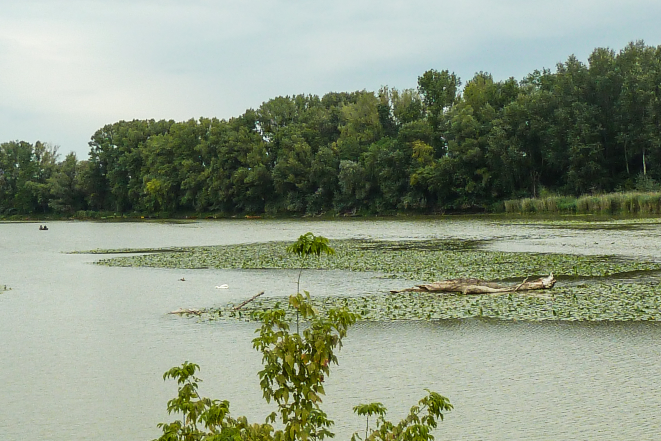 Stiller Donau-Altarm mit Seerosen und Schwan